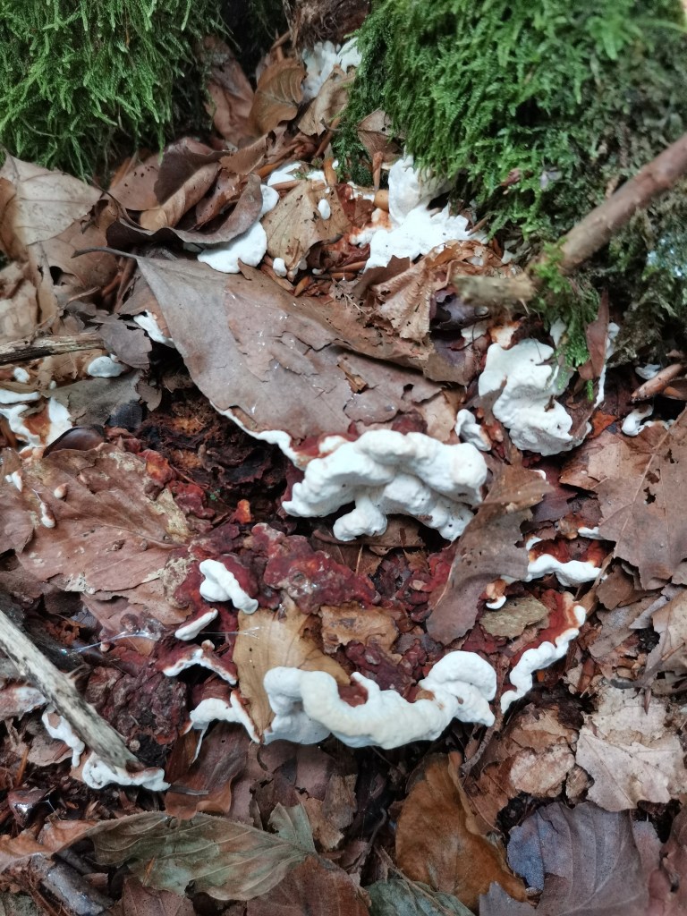 Een zwam met helder witte, golvende en opgekrulde randen en een roodbruine bovenkant, schijfvormig zonder hoed of steel. Deels bedekt onder herfstbladeren, met mos op de achtergrond.