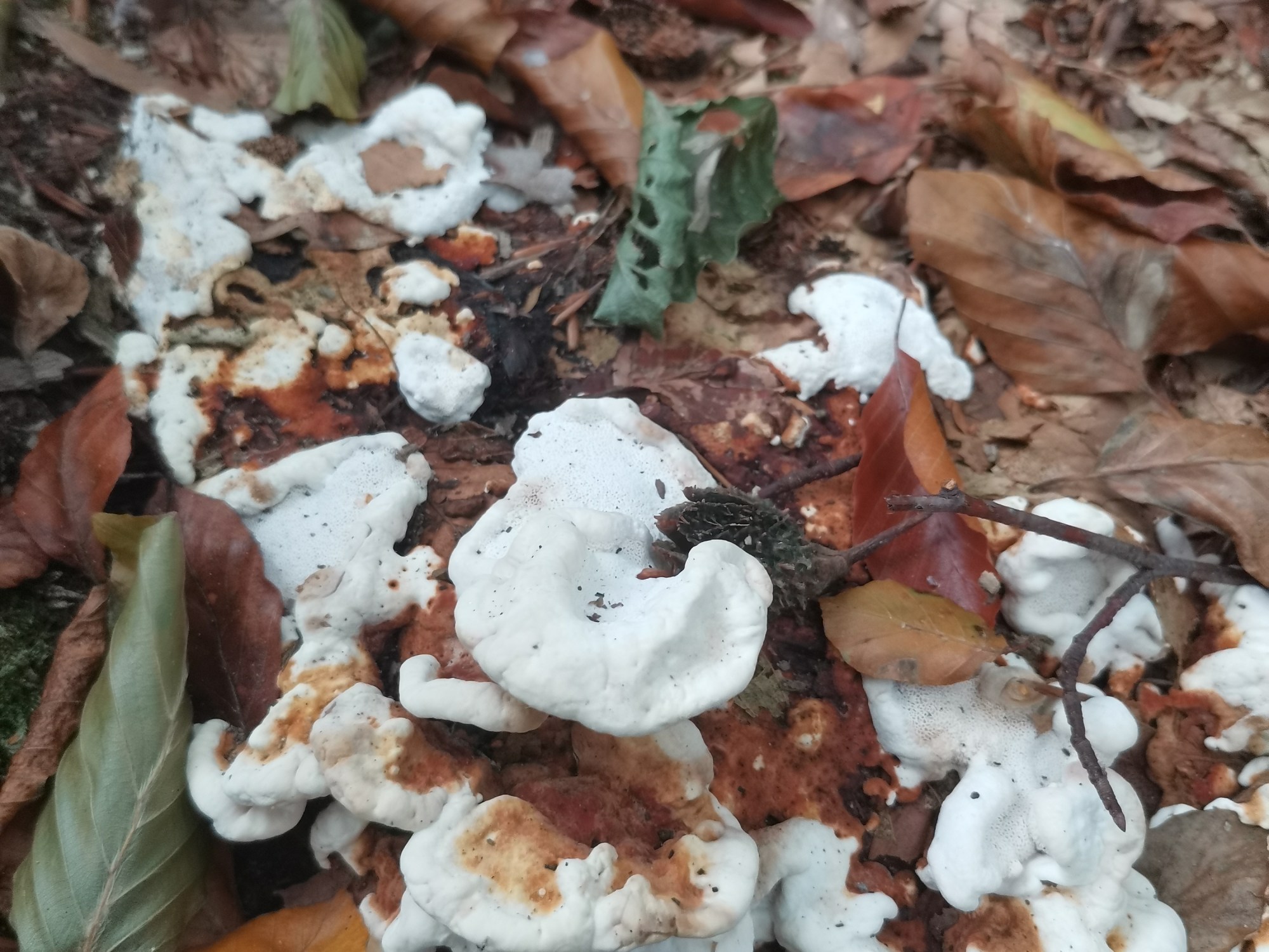 Een zwam met helder witte, golvende en opgekrulde randen en een roodbruine bovenkant, uitlopend in oranje vlekken op het wit, schijfvormig zonder hoed of steel. Deels bedekt onder herfstbladeren.