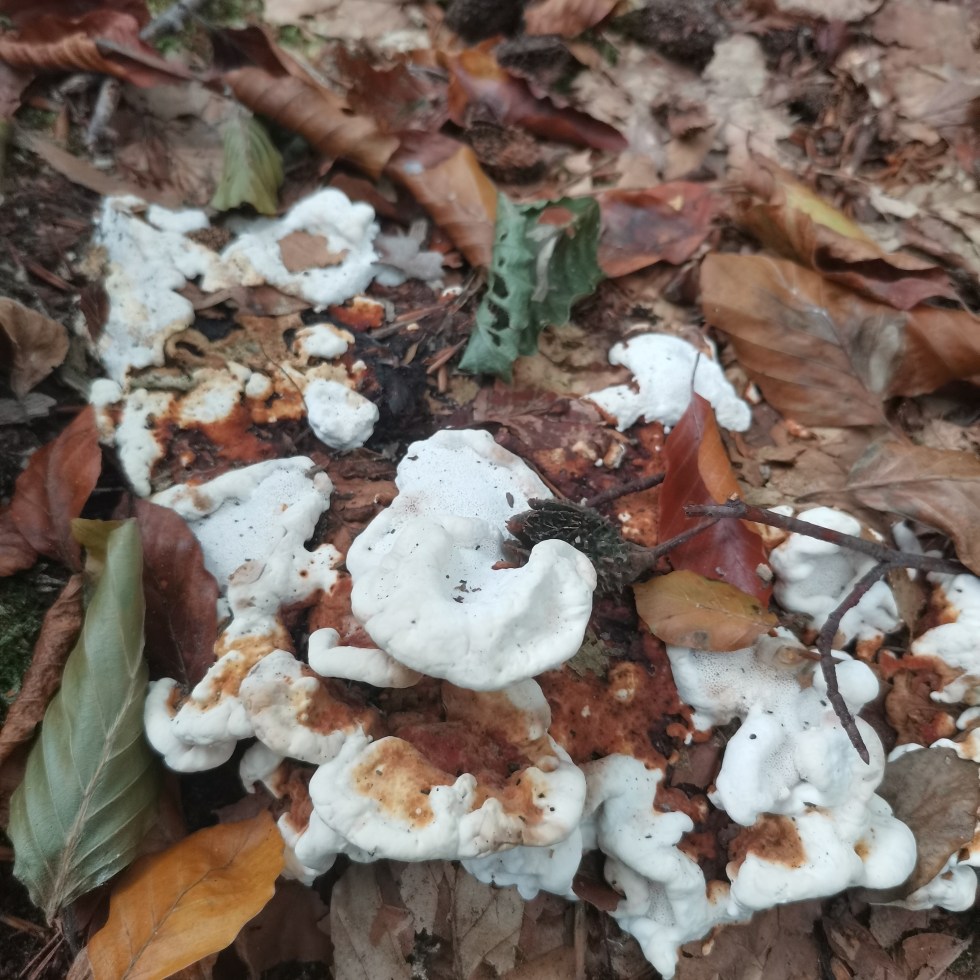 Een zwam met helder witte, golvende en opgekrulde randen en een roodbruine bovenkant, uitlopend in oranje vlekken op het wit, schijfvormig zonder hoed of steel. Deels bedekt onder herfstbladeren.
