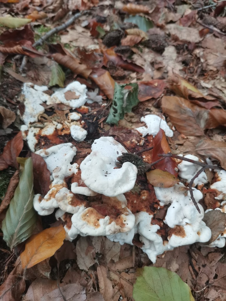 Een zwam met helder witte, golvende en opgekrulde randen en een roodbruine bovenkant, uitlopend in oranje vlekken op het wit, schijfvormig zonder hoed of steel. Deels bedekt onder herfstbladeren.