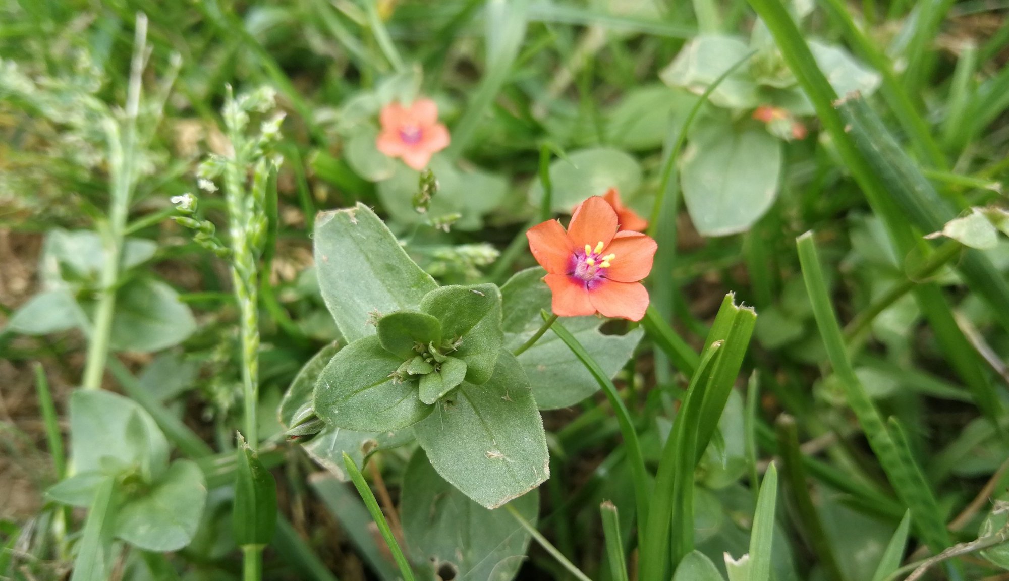 Bloeiende rood guichelheil; een klein rood bloemetje met vijf kroonbladen, die in het hart van de bloem paars kleuren. Vanuit het midden zijn er vijf gele meeldraden. De bloem staat in het lage, pas gemaaide gras. Op de achtergrond zijn, uit focus, de kleuren van nog twee bloemen te zien.