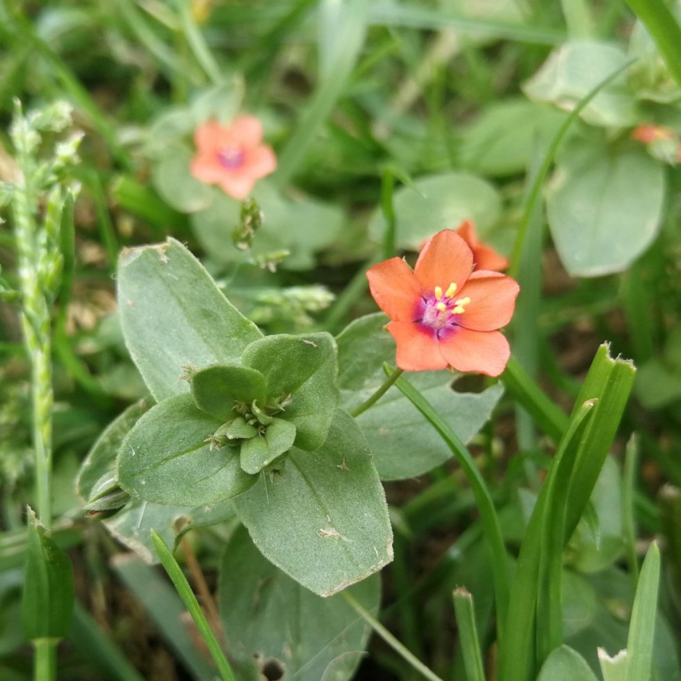Bloeiende rood guichelheil; een klein rood bloemetje met vijf kroonbladen, die in het hart van de bloem paars kleuren. Vanuit het midden zijn er vijf gele meeldraden. De bloem staat in het lage, pas gemaaide gras. Op de achtergrond zijn, uit focus, de kleuren van nog twee bloemen te zien.