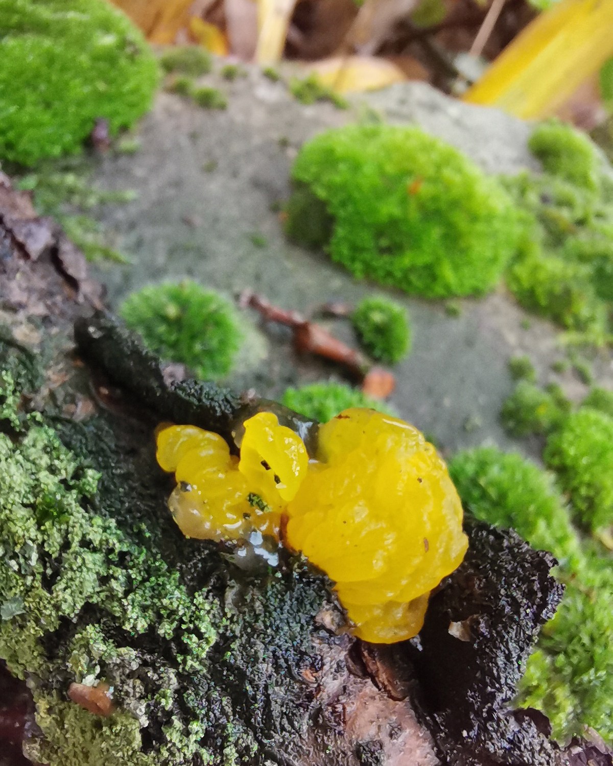 De zwam is een paar centimeter groot, glimmend en vochtig en helder geel. Hij is zonder duidelijke vorm en gegolfd of geribbeld, als een fibroom. Hij groeit op een stukje dood hout, waar ook korstmos op te zien is. Op de achtergrond klompjes mos op steen.