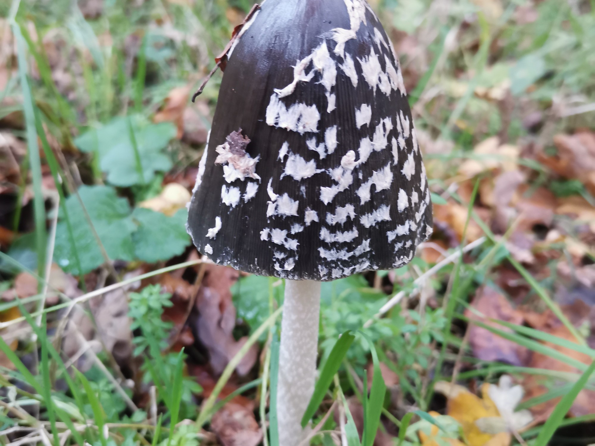 Paddenstoel met slanke, lichtgeschubde witte steel, met zwarte, conische hoed met grove, onregelmatige witte vlekken. De paddenstoel staat in het gras, omringt met wat dorre bladeren en kleine kruidachtige plantjes.