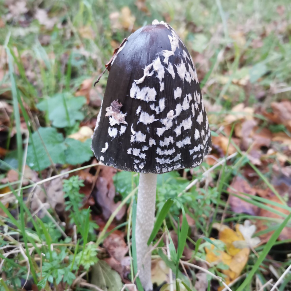 Paddenstoel met slanke, lichtgeschubde witte steel, met zwarte, conische hoed met grove, onregelmatige witte vlekken. De paddenstoel staat in het gras, omringt met wat dorre bladeren en kleine kruidachtige plantjes.