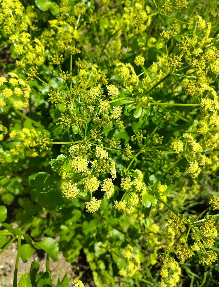 Zwartmoeskervel